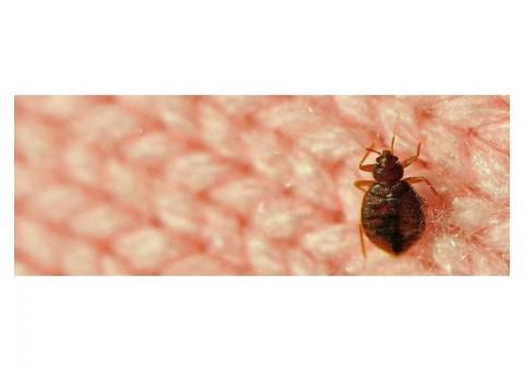 Bed Bugs Control Services In Chennai