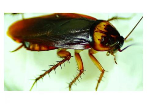 Cockroach Control Services In Chennai